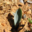 Image of Albuca dilucula (Oberm.) J. C. Manning & Goldblatt