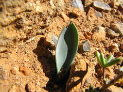 Image of Albuca dilucula (Oberm.) J. C. Manning & Goldblatt