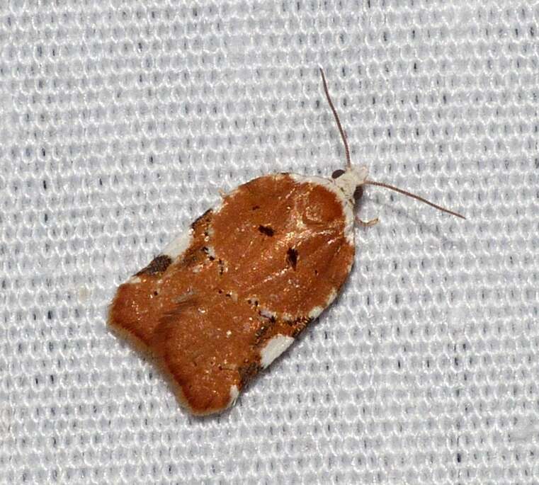 Image of Acleris cervinana Fernald 1882