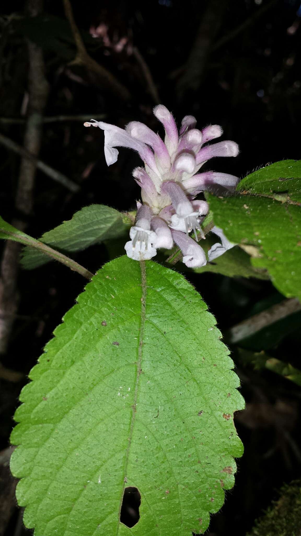 Image of Achyrospermum fruticosum Benth.