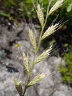 Image of Italian Rye Grass