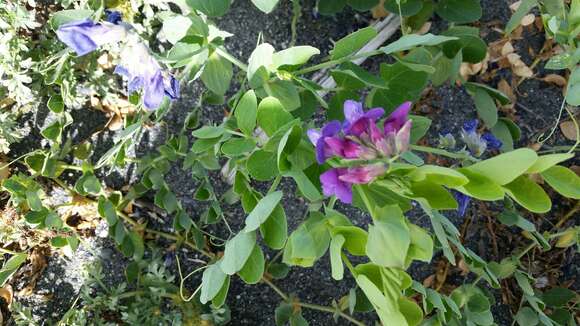 Image of beach pea