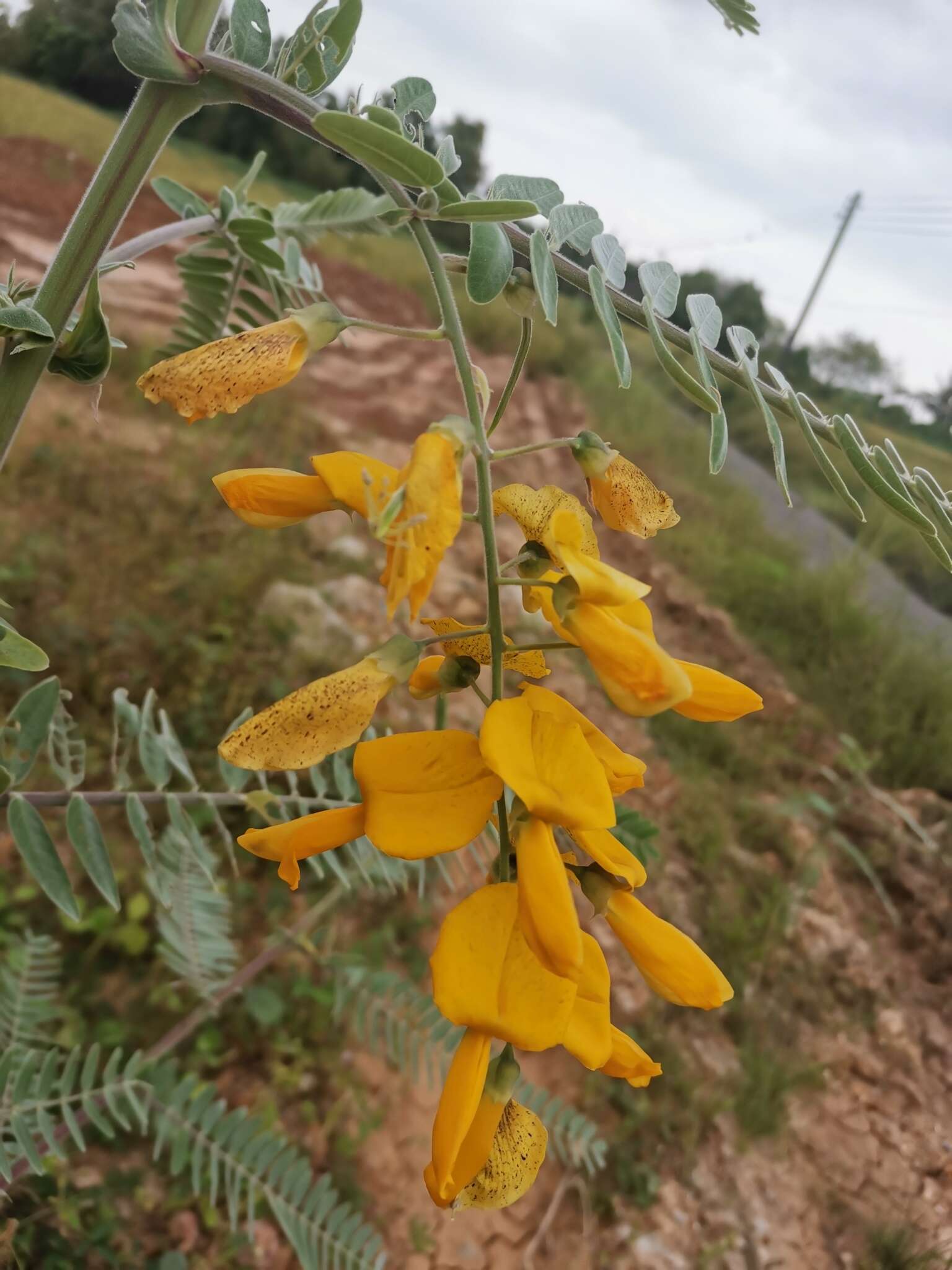 Image of Sesbania javanica Miq.