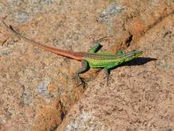 Image of Sekukhune Flat Lizard