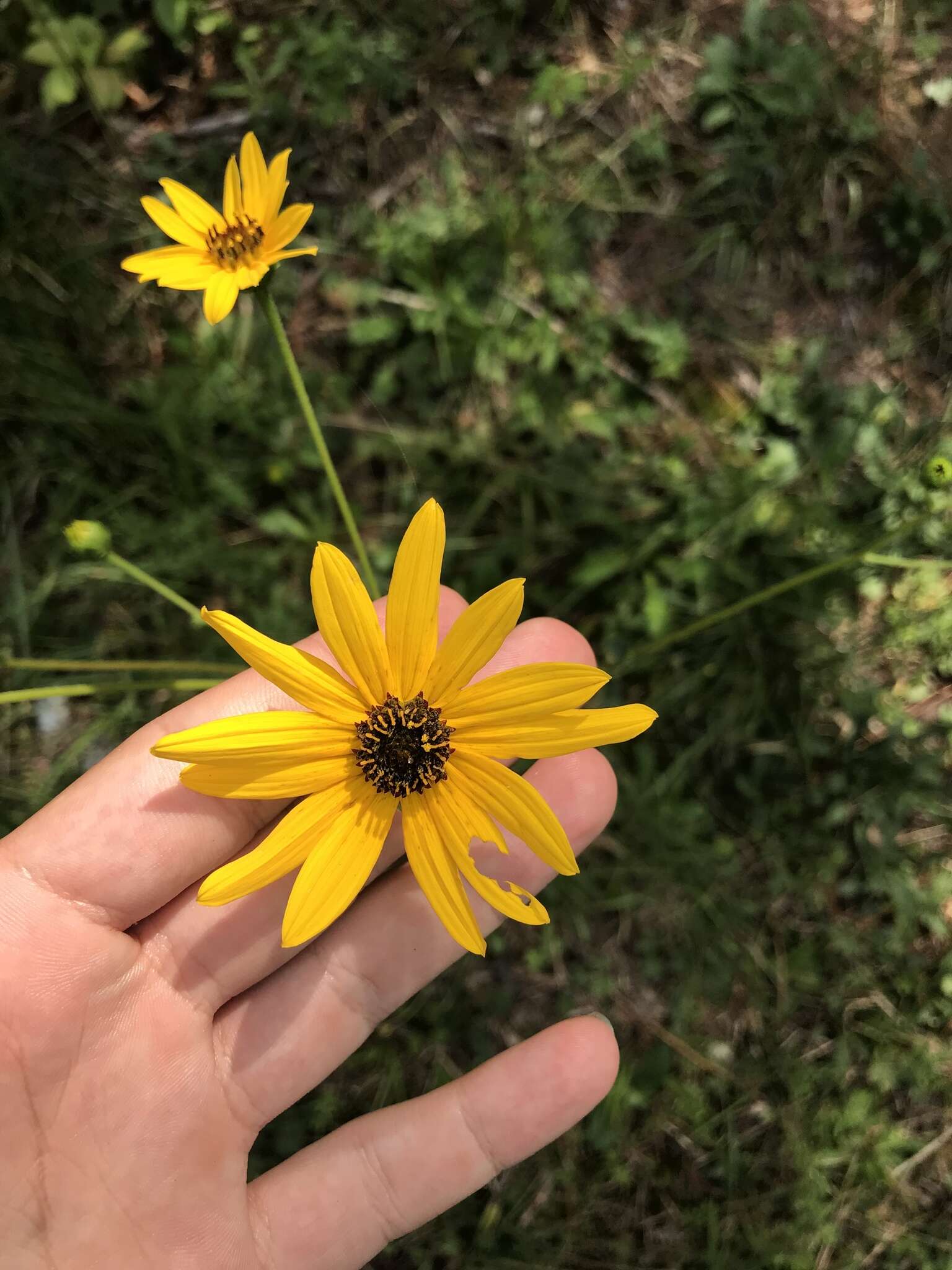 Image of purpledisk sunflower