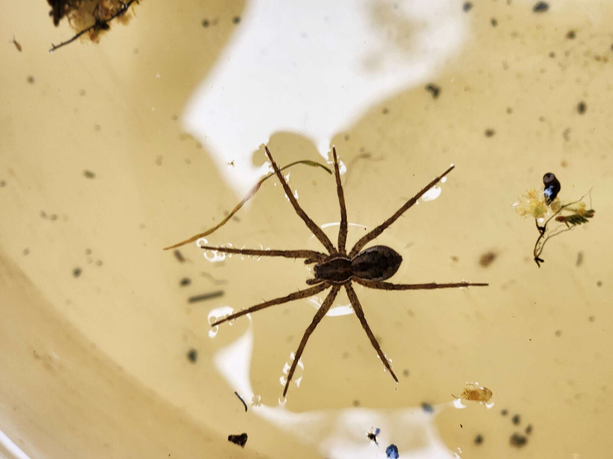 صورة Dolomedes instabilis L. Koch 1876