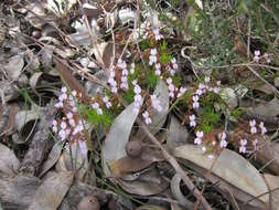 Image de Stylidium dichotomum DC.