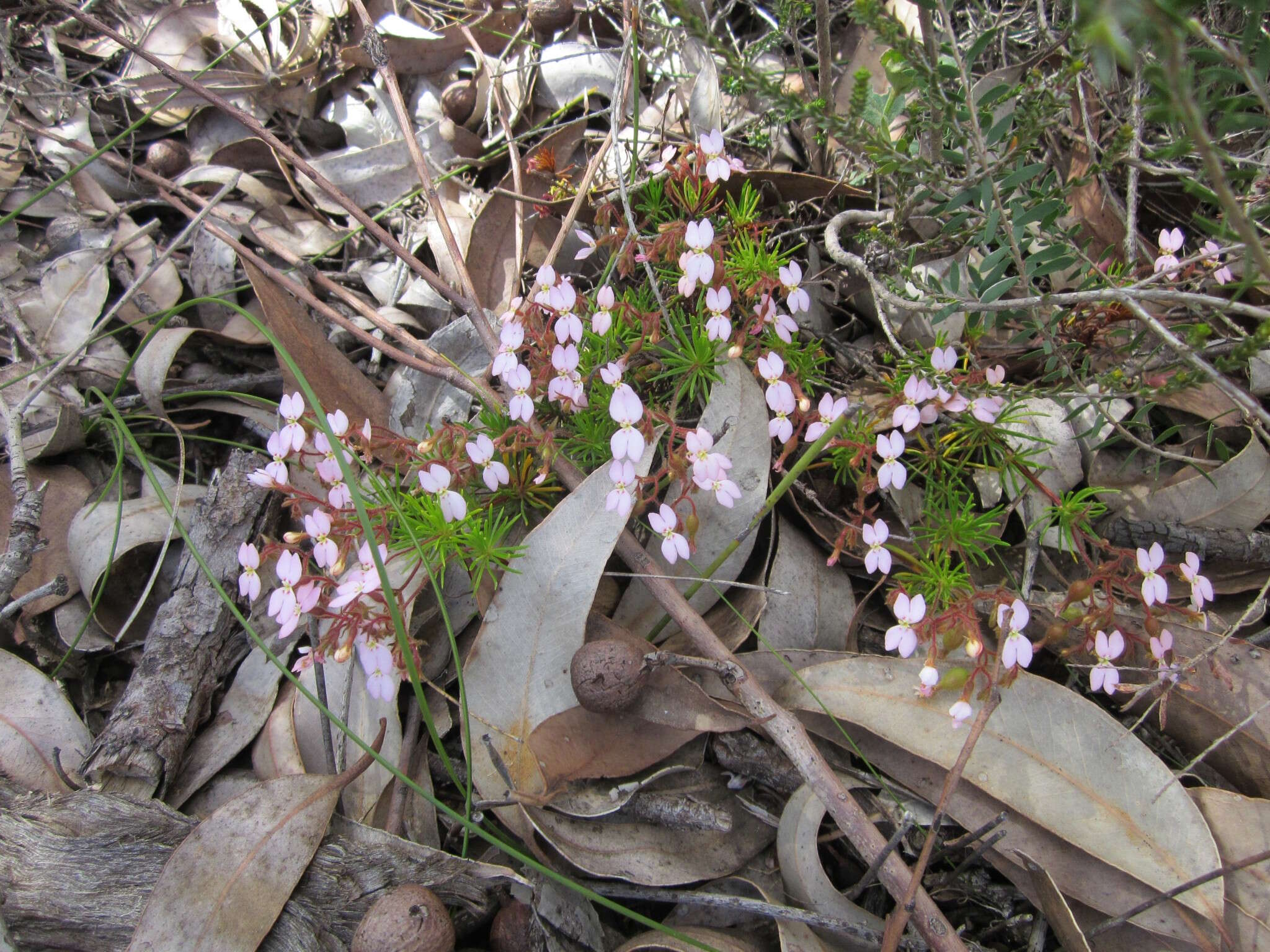 Sivun Stylidium dichotomum DC. kuva