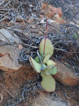 Image of Redleaf crassula