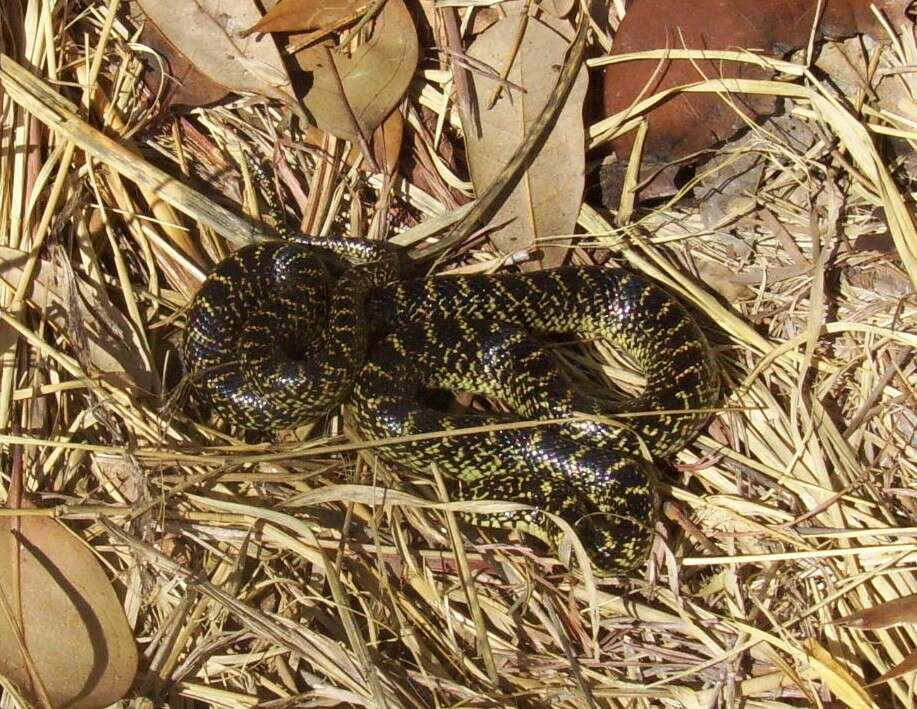 Sivun Lampropeltis holbrooki Stejneger 1902 kuva