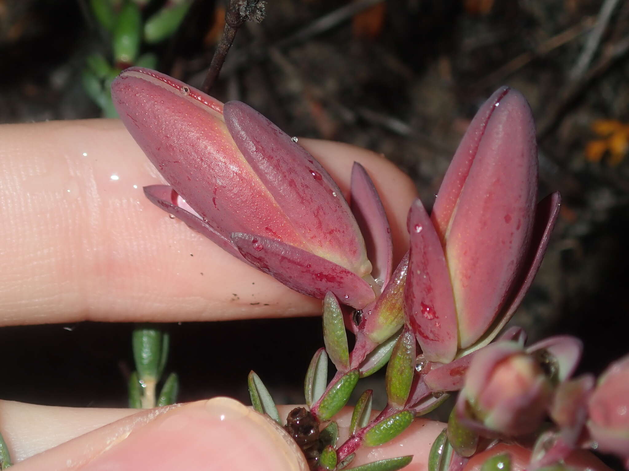 Image of Darwinia speciosa (Meissner) Benth.