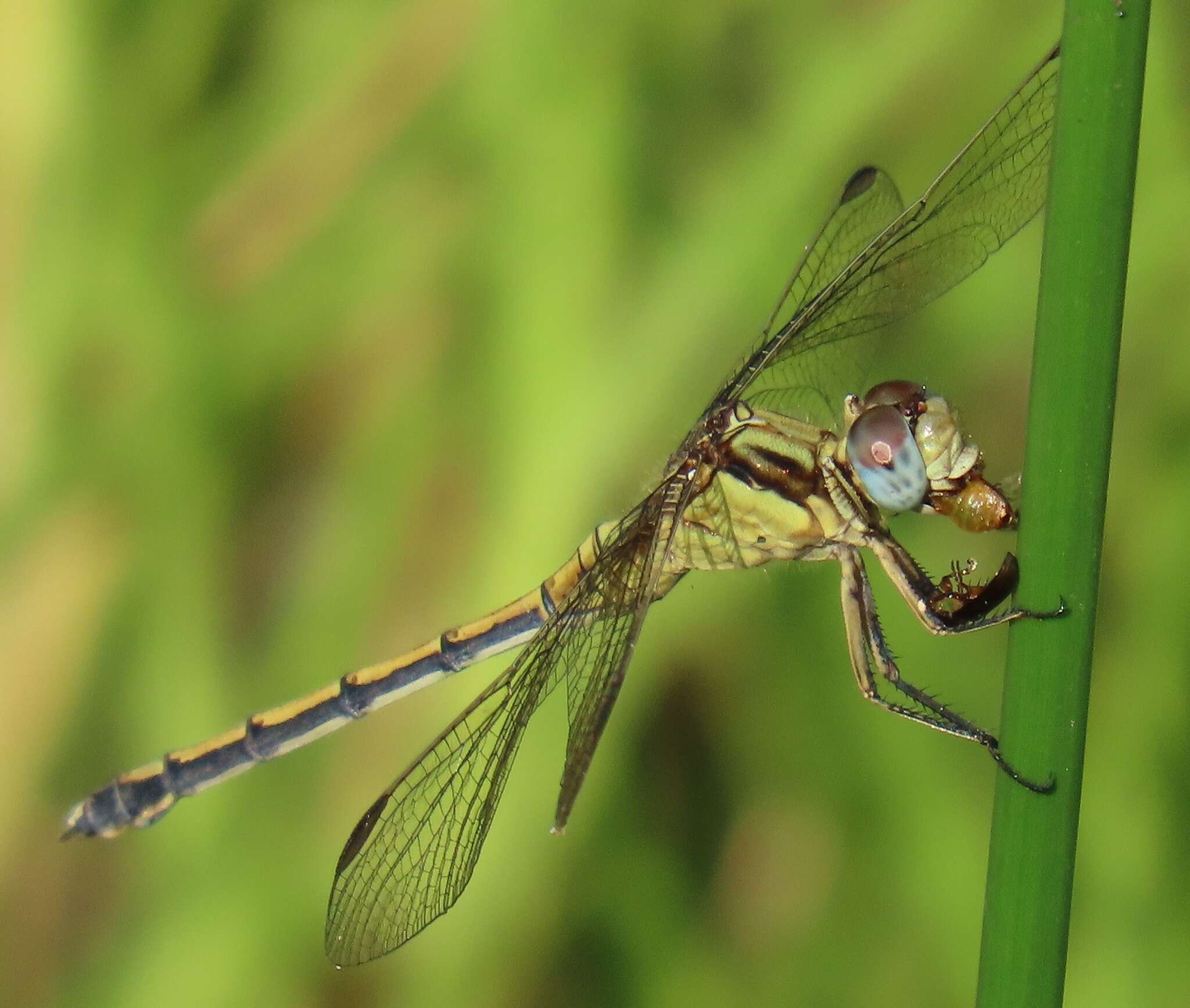 Image of Dark-shouldered Skimmer