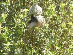 Image of Vieillot's Weaver