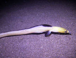 Image of Highfin snake eel