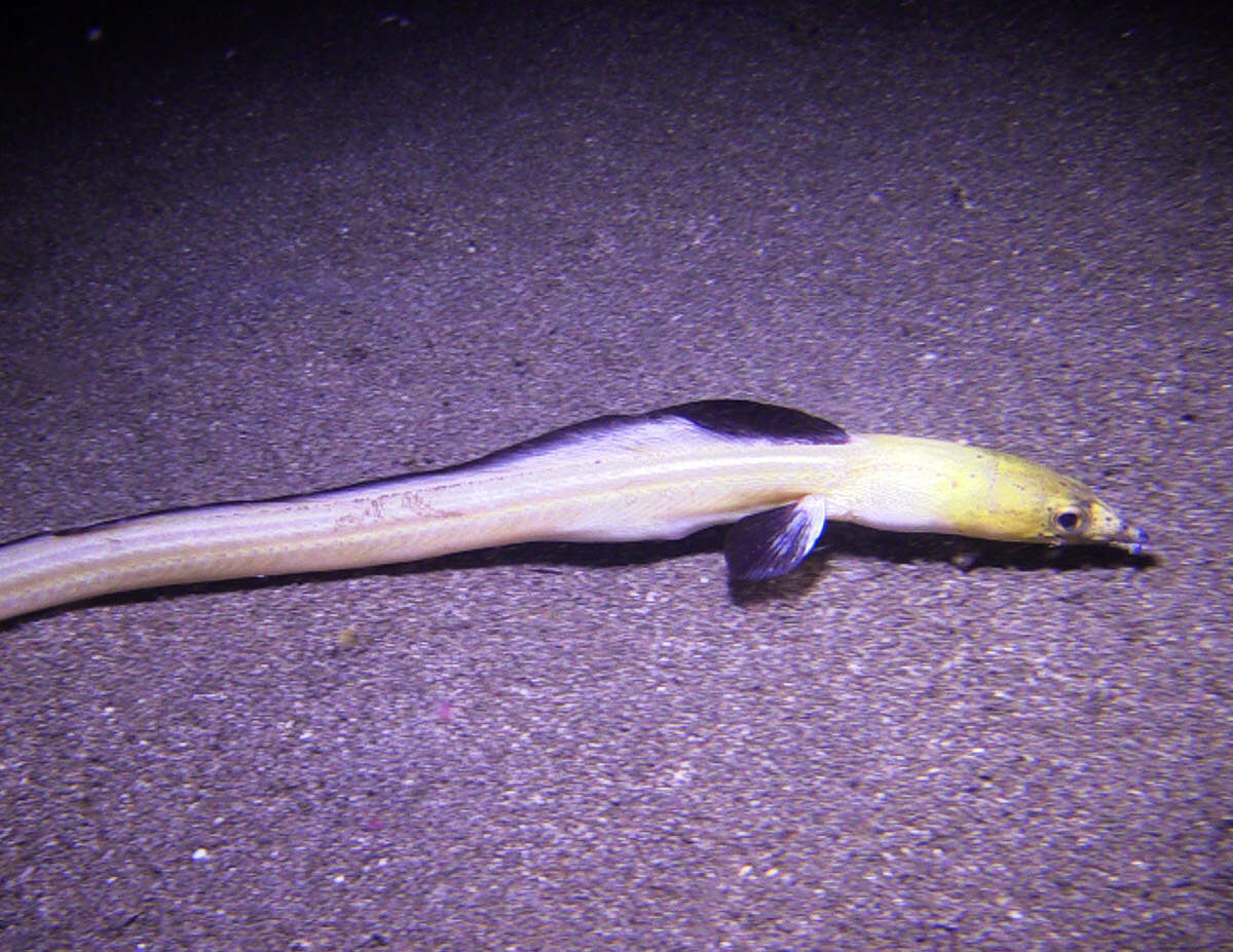 Image of Highfin snake eel