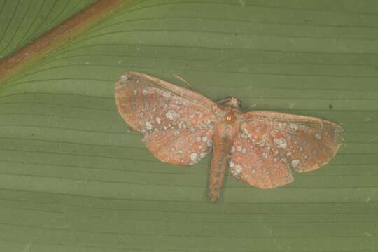 Image of Hypolamprus stellata Schaus 1913