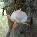 Image of Angraecum pseudofilicornu H. Perrier