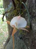 Image of Angraecum pseudofilicornu H. Perrier