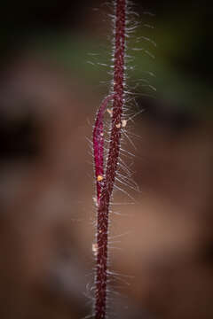 Image of Patricia's spider orchid