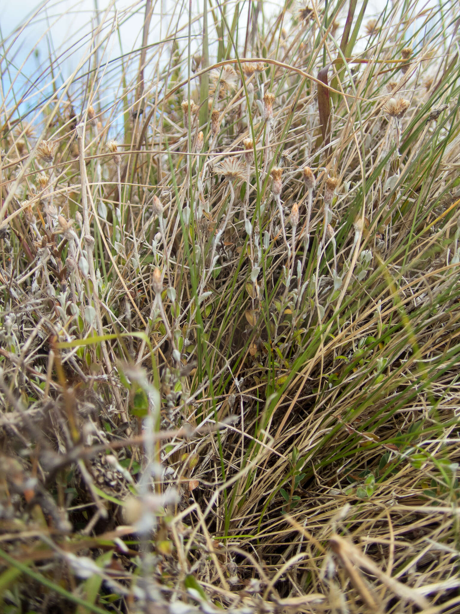 Image de Helichrysum filicaule Hook. fil.