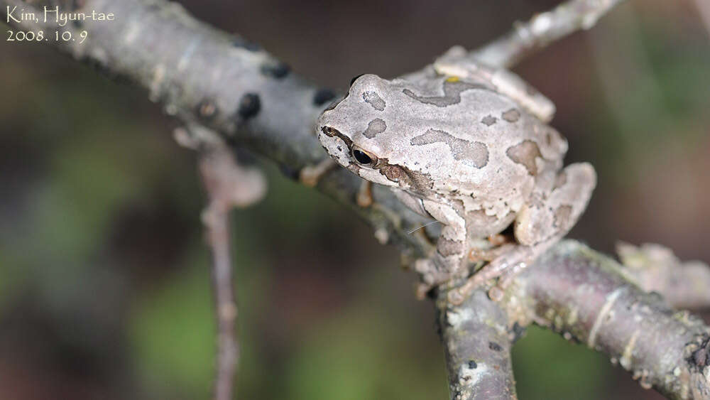 Image of Japanese Tree Frog