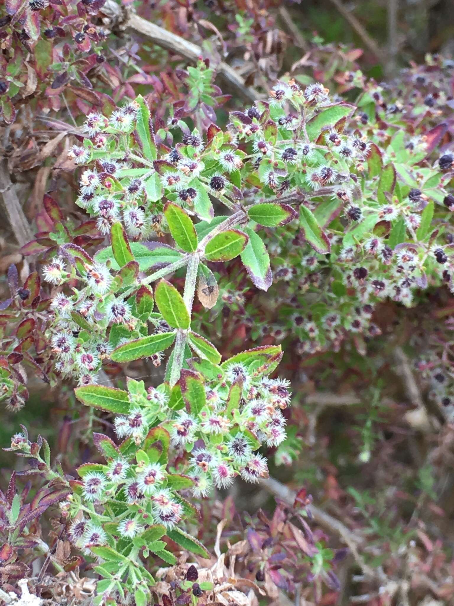 Image of Santa Catalina Island bedstraw