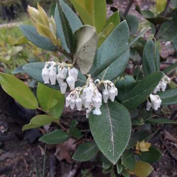 Image of Gaultheria insana (Molina) D. J. Middleton