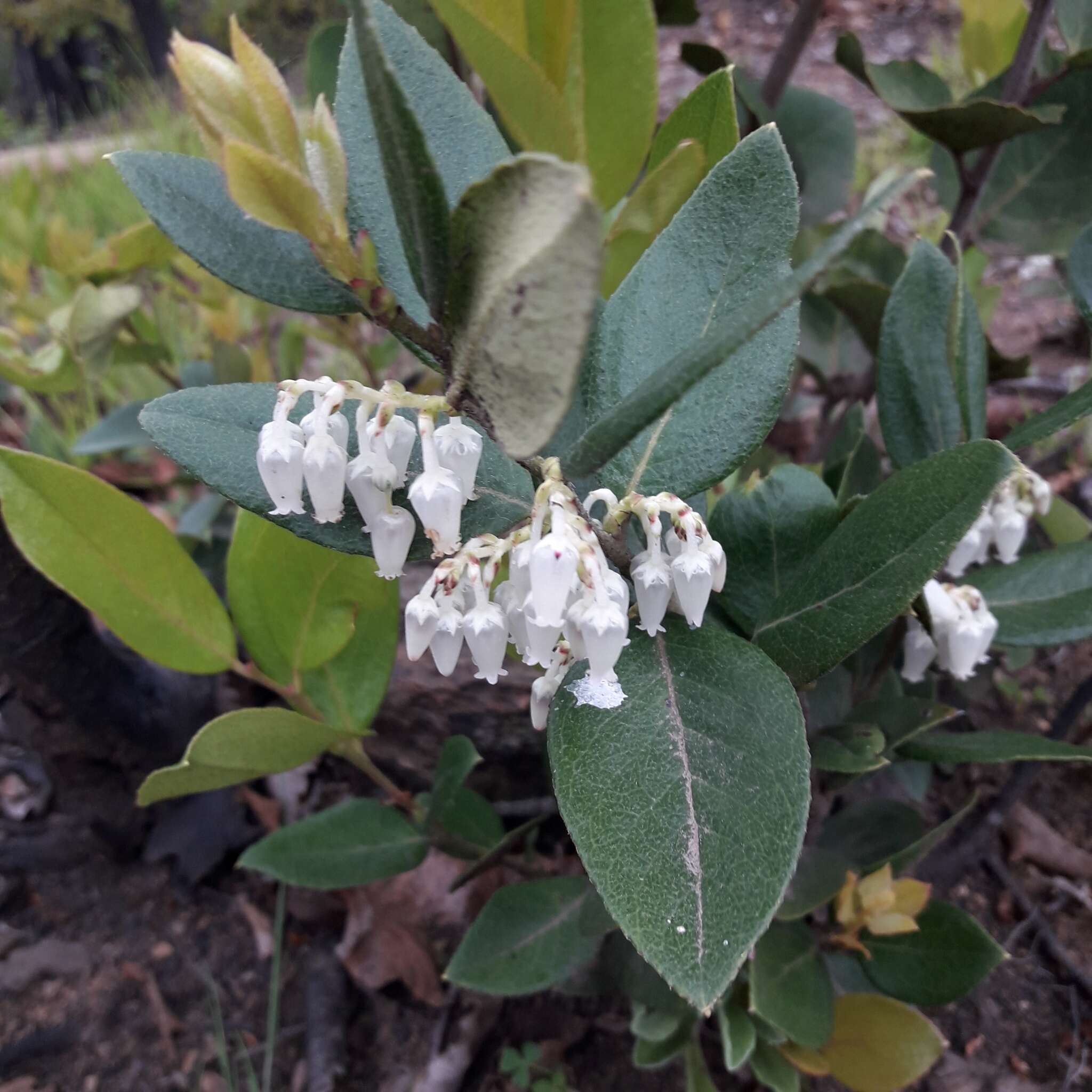 Image de Gaultheria insana (Molina) D. J. Middleton