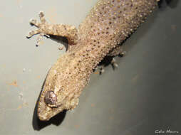 Image of Country Leaf-toed Gecko