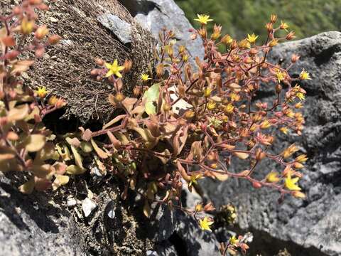 Image of Sedum stellariifolium Franch.