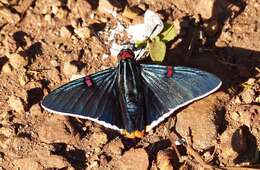 Plancia ëd Phocides polybius Fabricius 1793