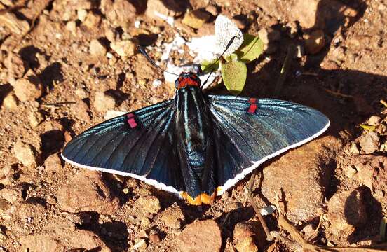 Plancia ëd Phocides polybius Fabricius 1793