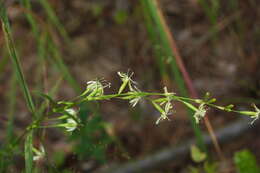 Image of Silene tatarica (L.) Pers.