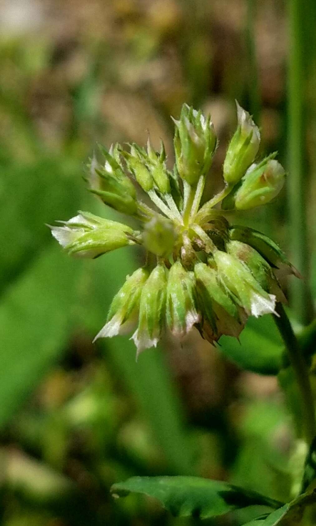 Image of Carolina clover