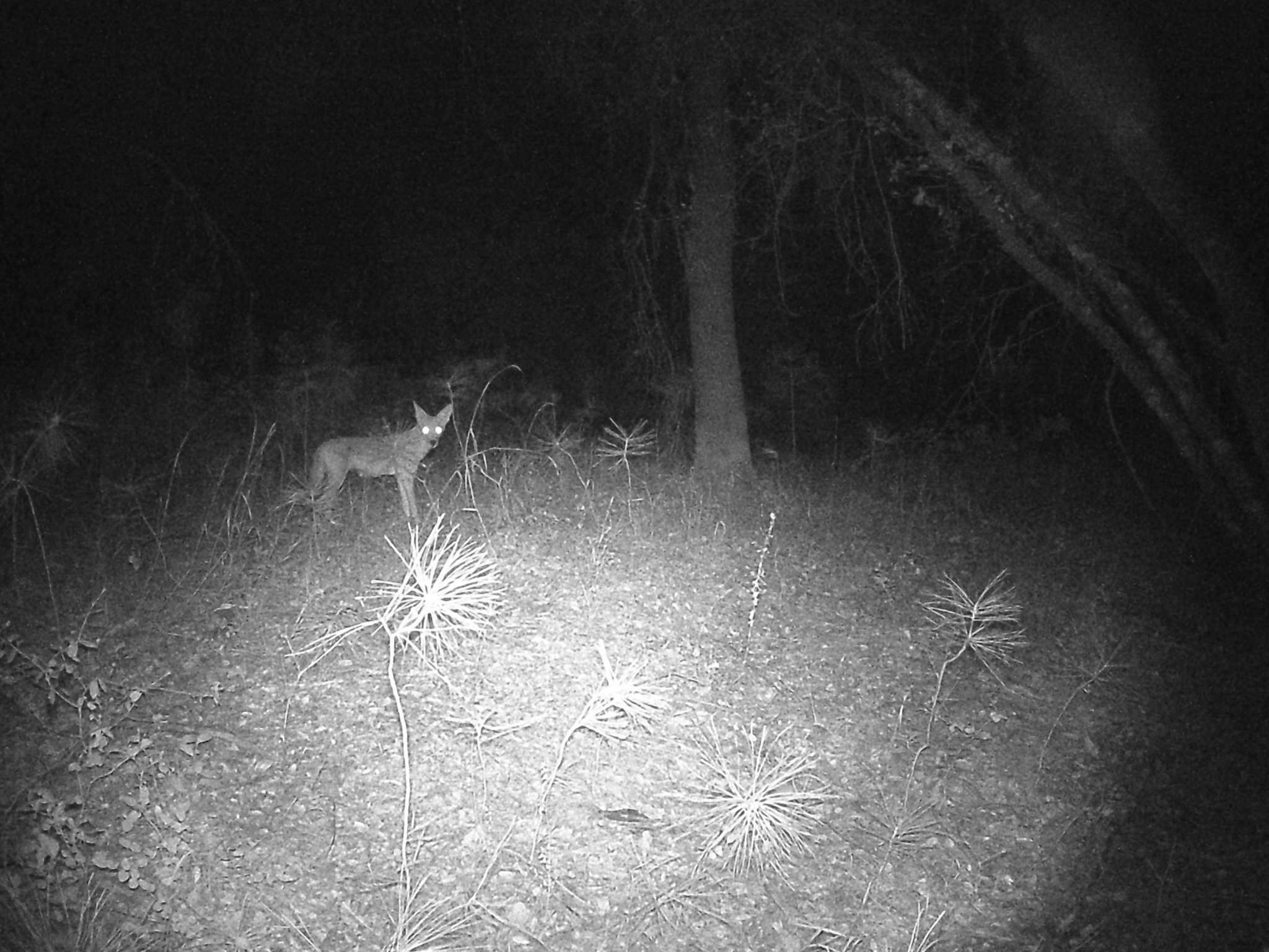 Image of California Valley Coyote