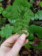 Image of upland brittle bladderfern