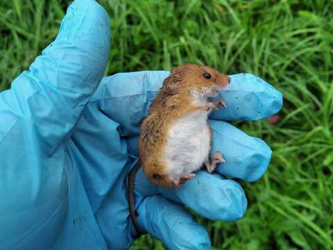 Image of harvest mouse