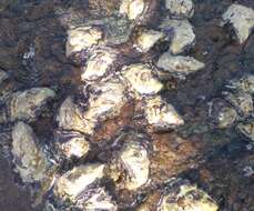 Image of Rock oyster