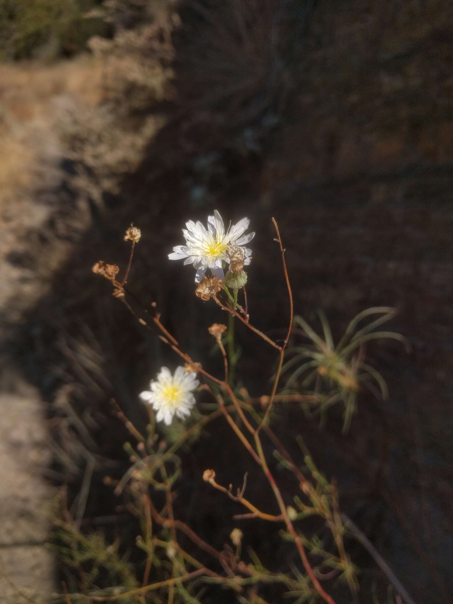 Image of cliff desertdandelion