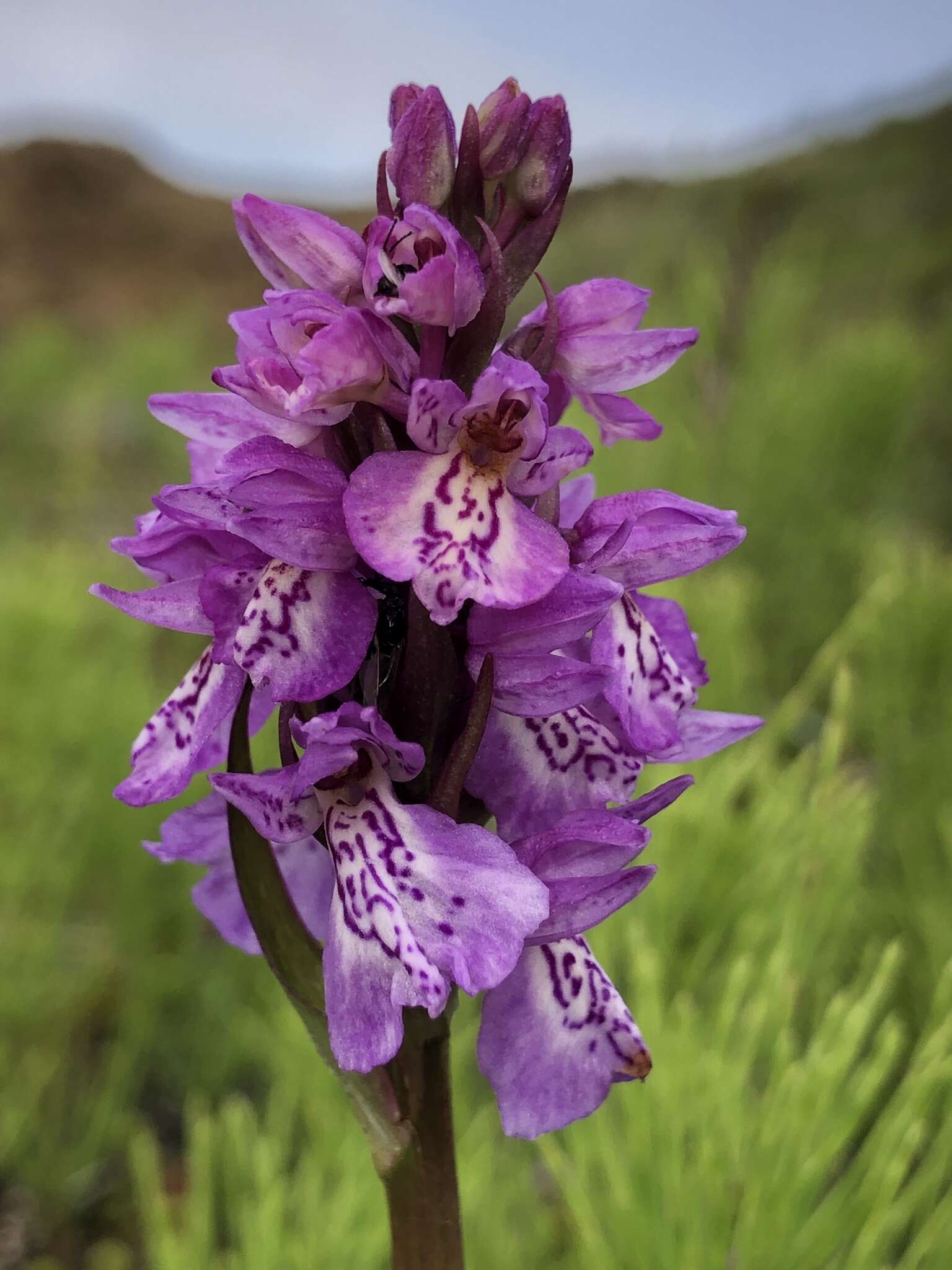 Image of Dactylorhiza maculata subsp. islandica (Á. Löve & D. Löve) Soó