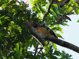 Image of Waigeo Cuscus