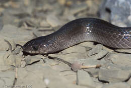 Image of Mexican Hook-nosed Snake