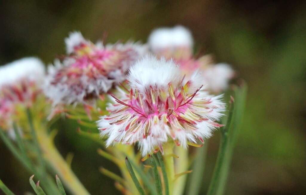 Image of Serruria heterophylla Meissn.