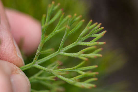 Imagem de Paranomus bolusii (Gandoger) Levyns