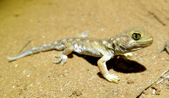 Image of Ptenopus garrulus maculatus Gray 1866