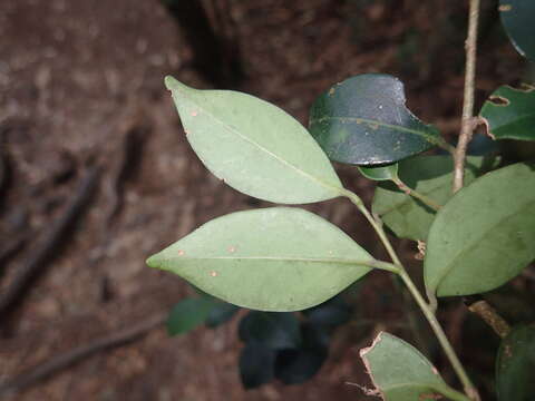 Слика од Ilex goshiensis Hayata