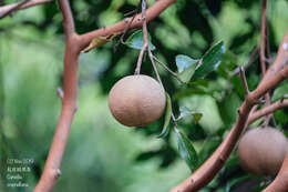 Image of Crapnell's Camellia