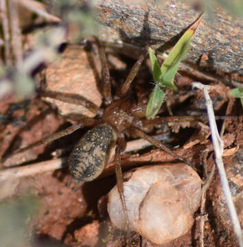 Image of Pterotricha