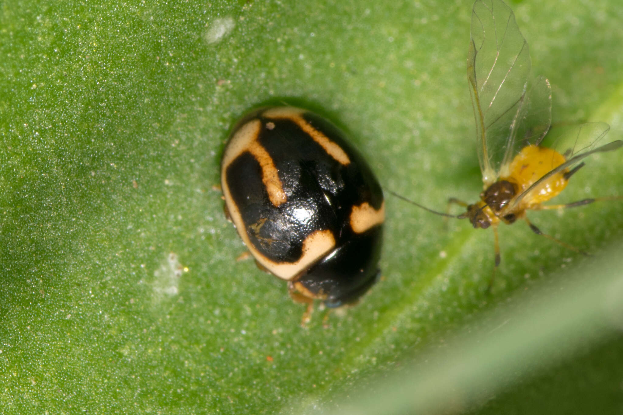 Image of Hyperaspis trifurcata Schaeffer 1905