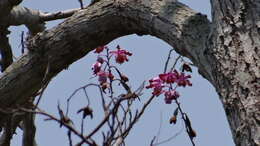 Plancia ëd Myrmecophila grandiflora (Lindl.) Carnevali, J. L. Tapia & I. Ramírez